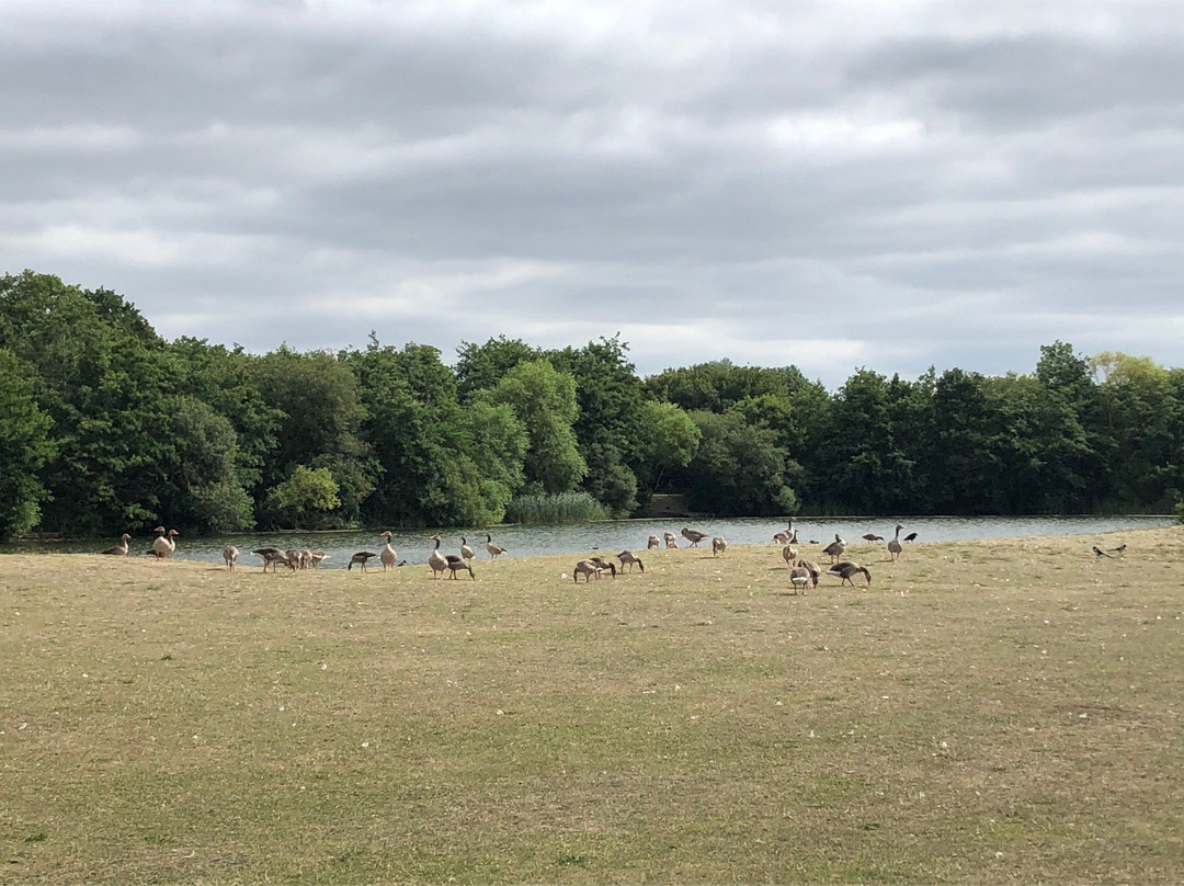 Belhus Wood Country park景点图片