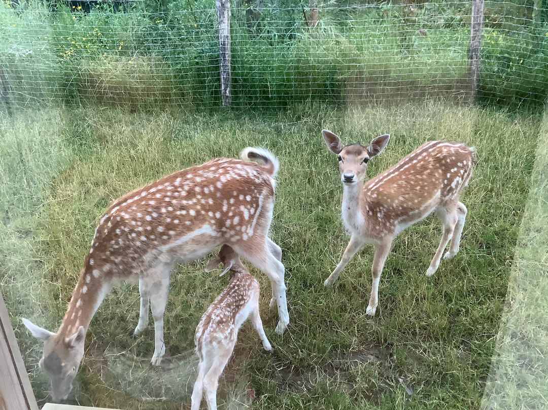 Pairi Daiza Resort主图