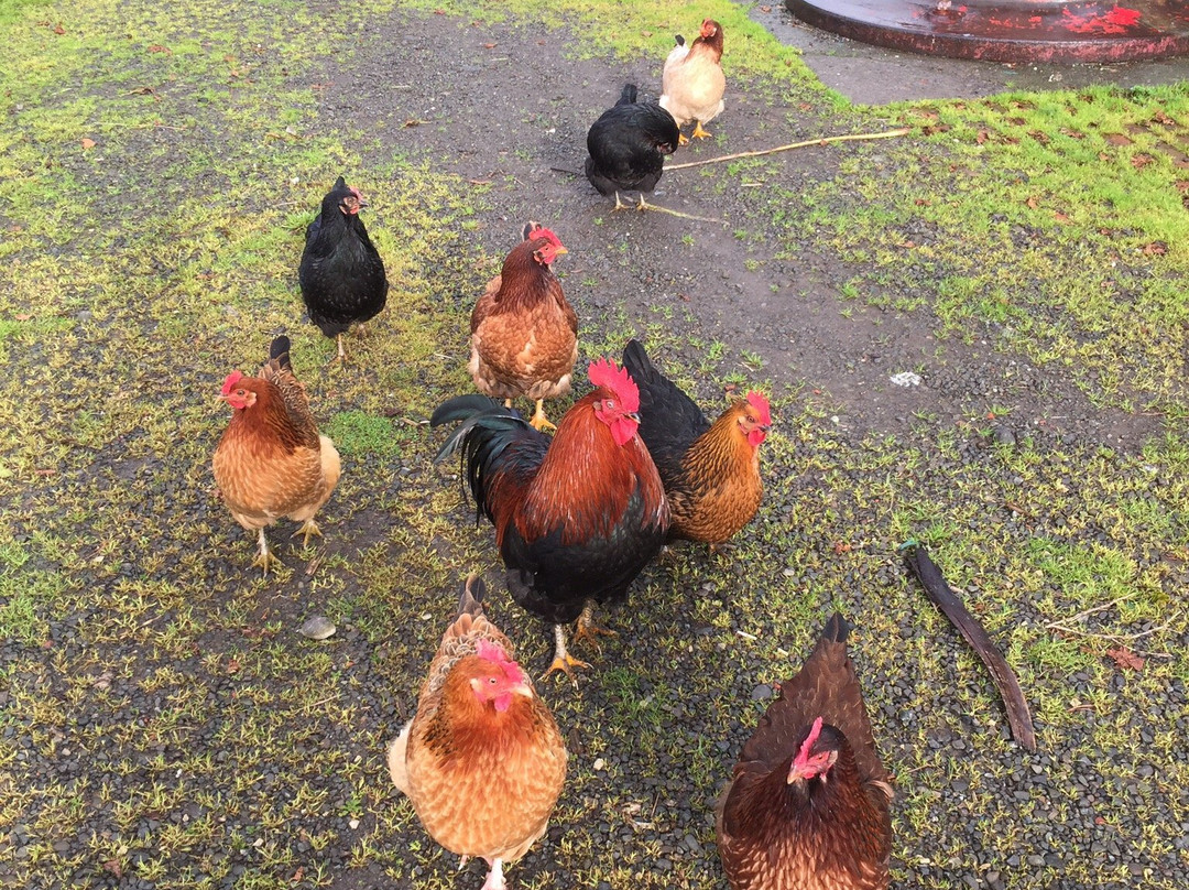 Taranaki Pioneer Village景点图片