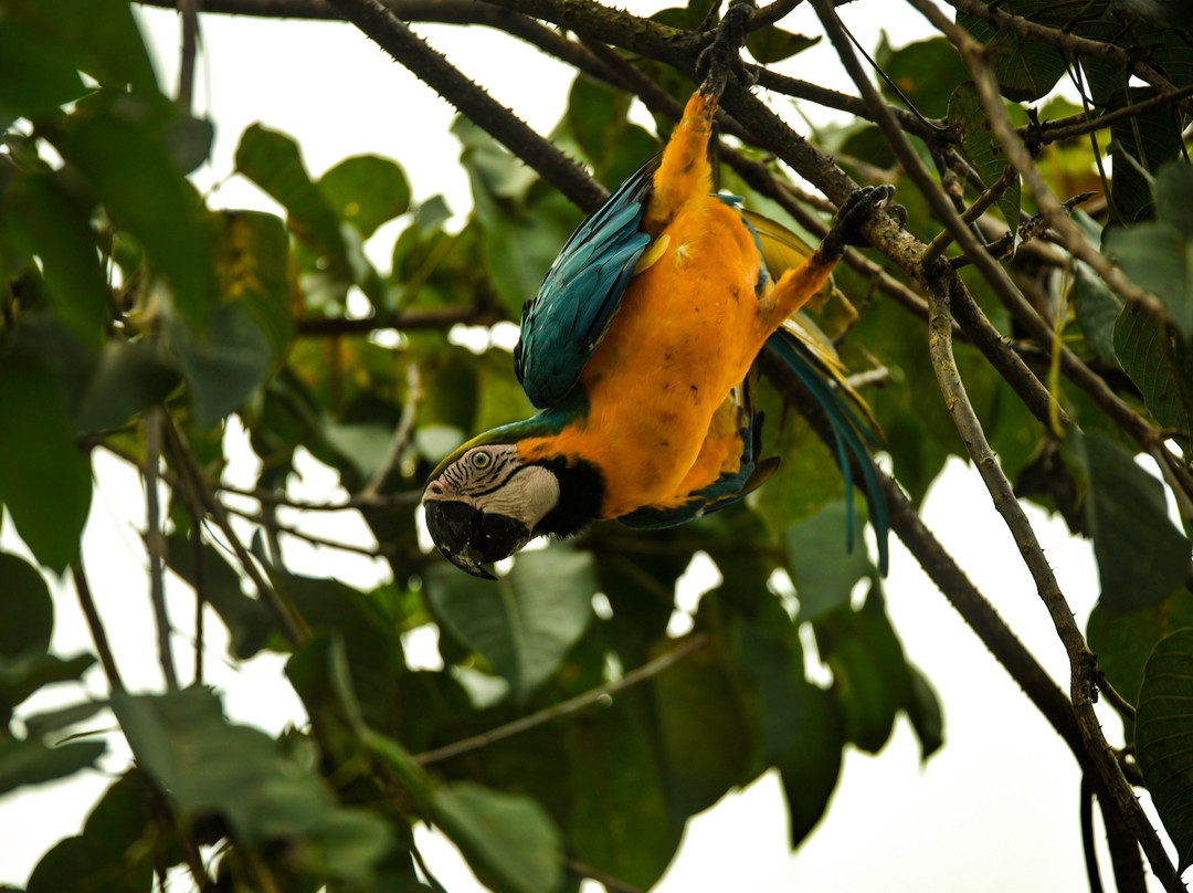 Muyuna Amazon Lodge Experience景点图片