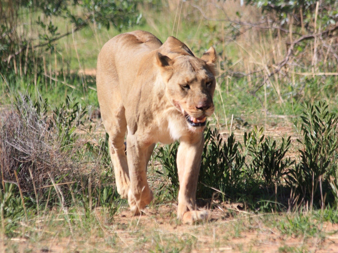 Honeyguide Ranger Camp-Entabeni Game Reserve必去景点