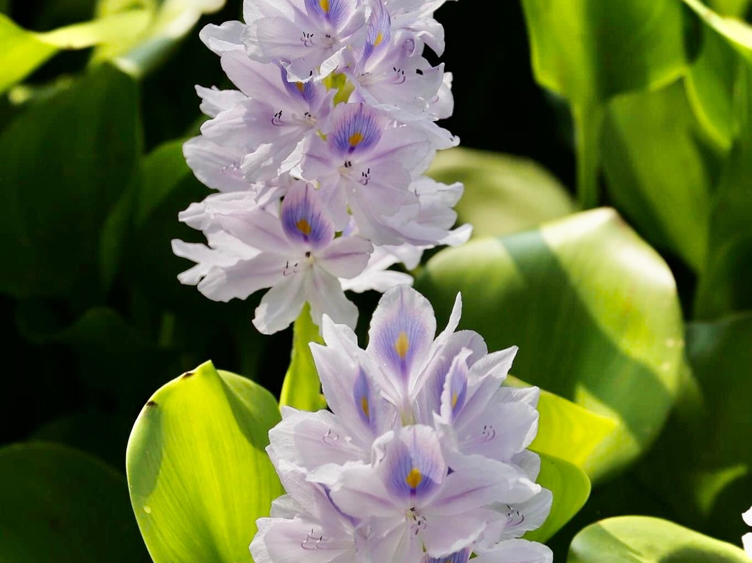 丫髻山-玉环市必去景点