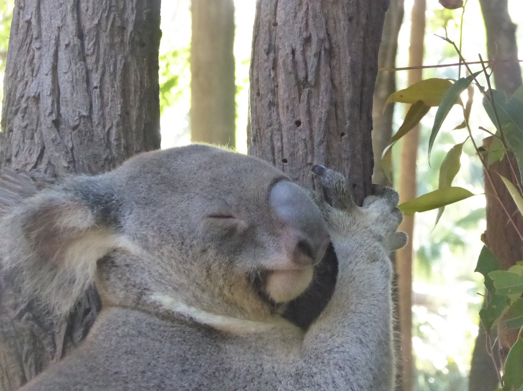 Kuranda Koala Gardens-库兰达必去景点
