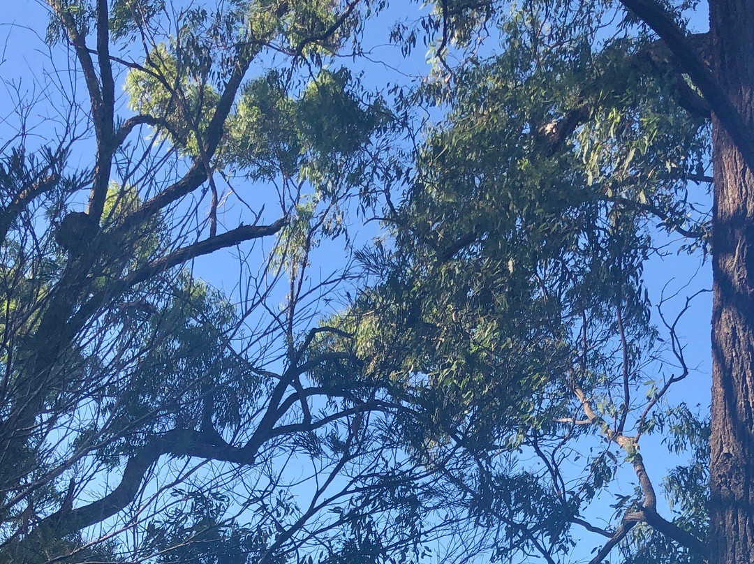 Tingalpa Creek Reserve景点图片
