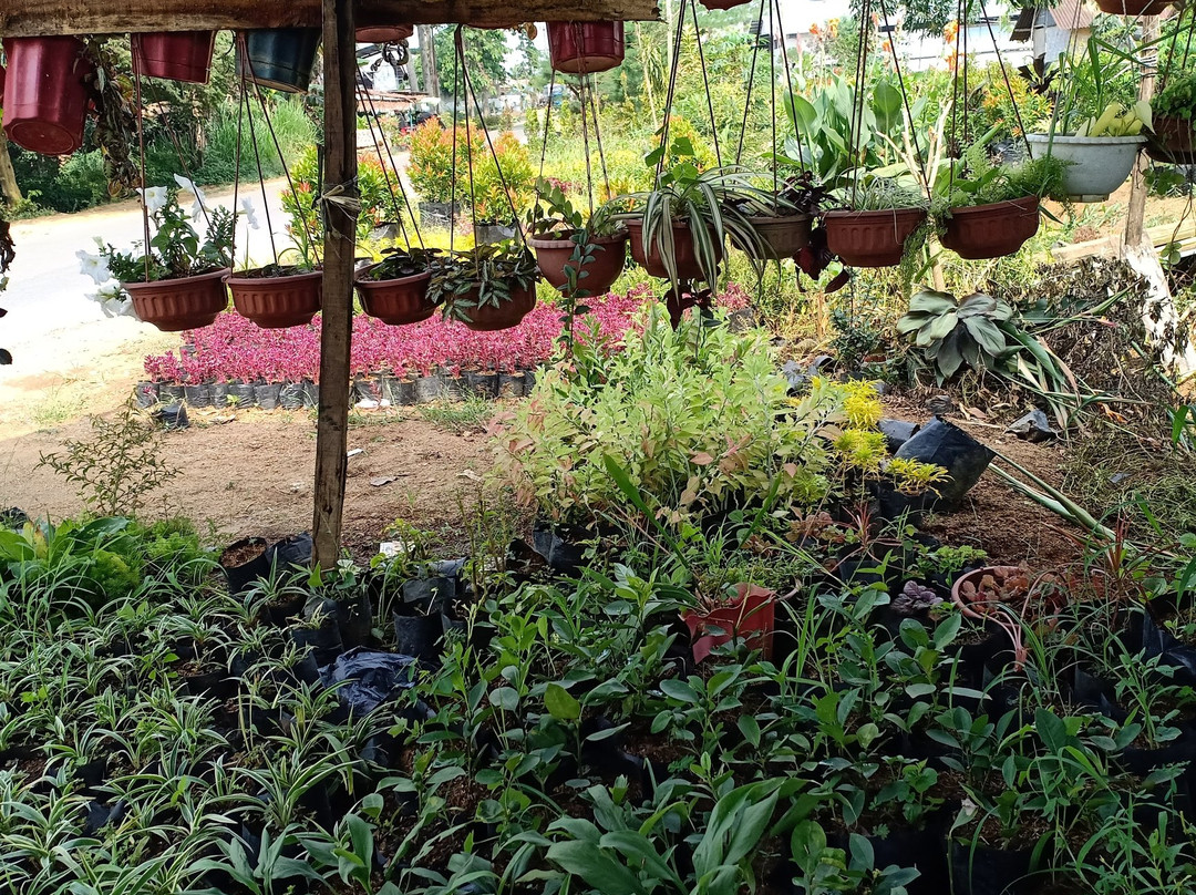 Tanjung Morawa旅游攻略图片