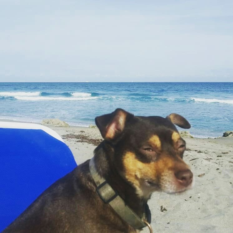 Jupiter Dog Beach-朱庇特必去景点