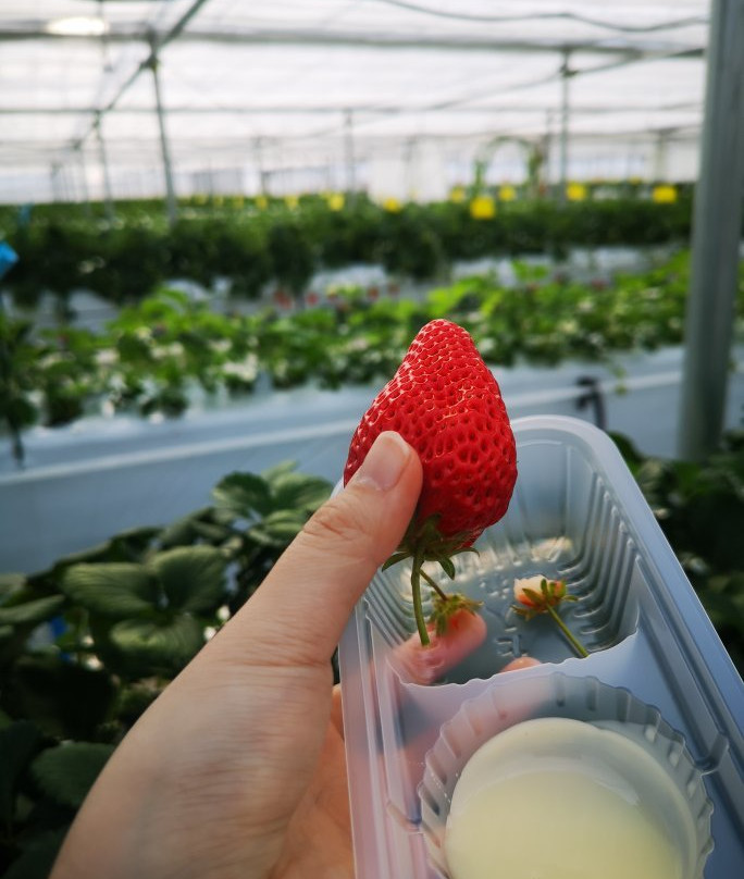 Karuizawa Gardenfarm景点图片