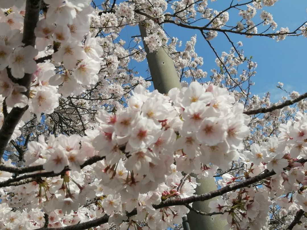 Toyoda River-茂原市必去景点
