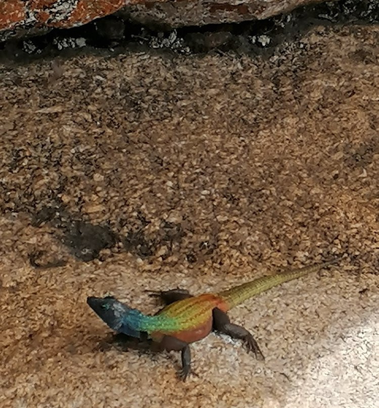 Cecil Rhode's Burial Place-Matobo National Park - The Matopos必去景点