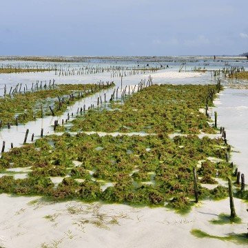 Villa Vanilla Zanzibar香草别墅桑给巴尔主图