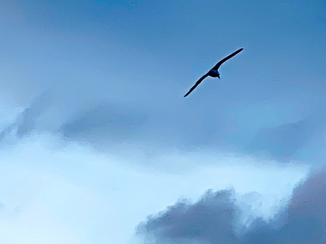 The White Horse主图