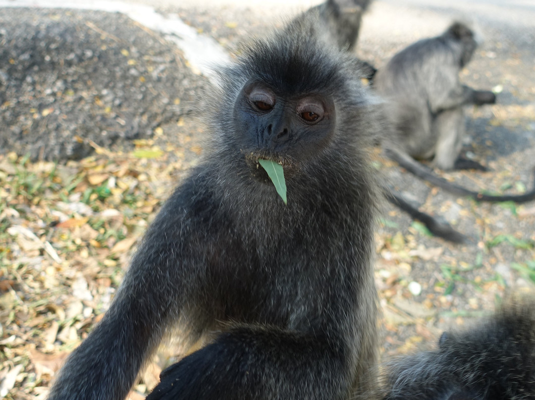 Bukit Melawati-瓜拉雪兰莪必去景点