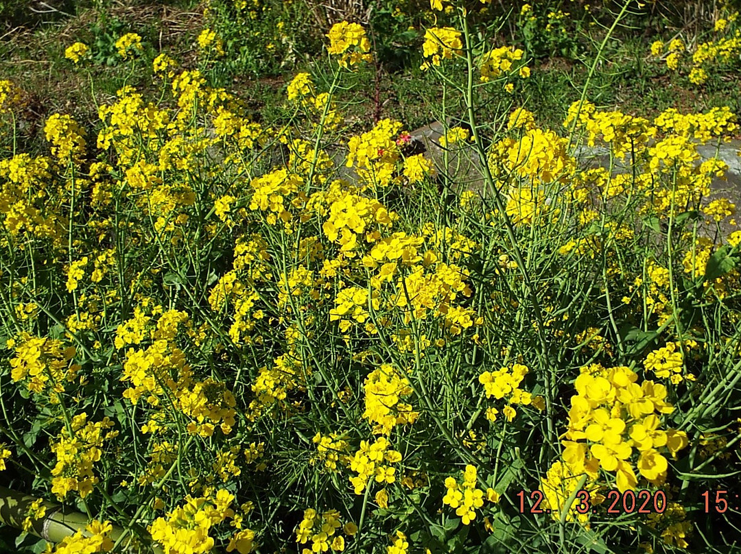 Oiso Sports Park-大矶町必去景点