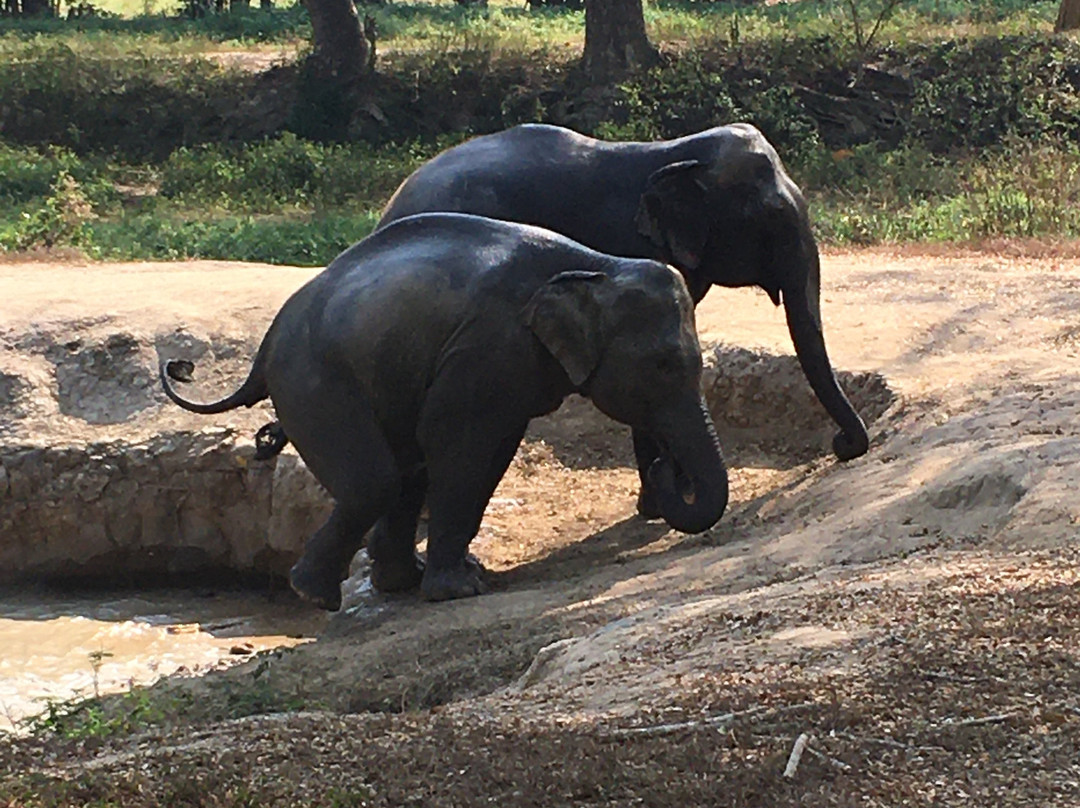 Elephant Valley Thailand-清莱必去景点