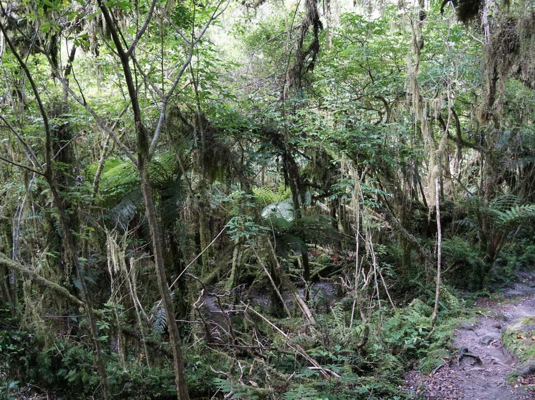 Moraine Walk-福克斯冰川必去景点