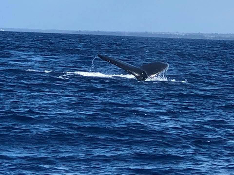 Makena Coast Charters-基黑必去景点