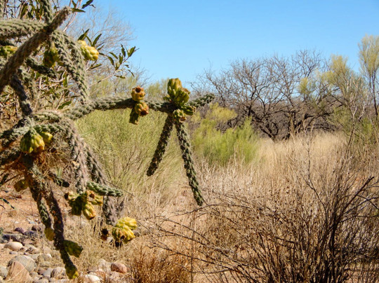 Buenos Aires National Wildlife Refuge-Arivaca必去景点