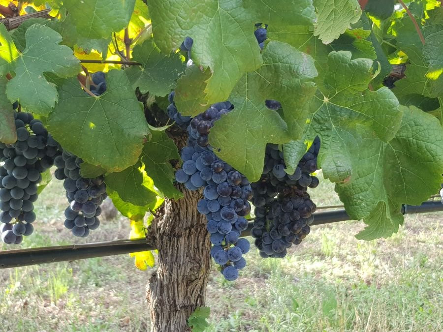 Wine Bar Vodopic