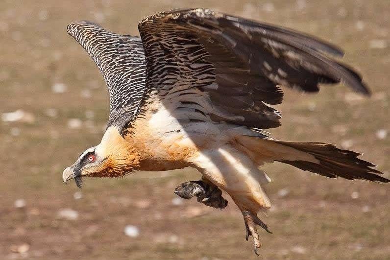 Ethio Simien Mount tour-贡德尔必去景点