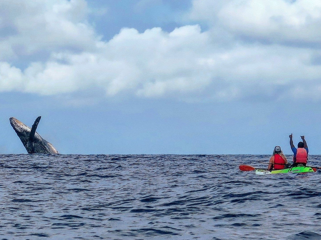 Aloha Kayaks Maui景点图片