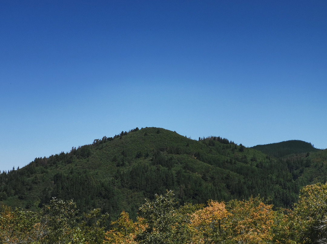 Reserva Nacional Los Ruiles景点图片