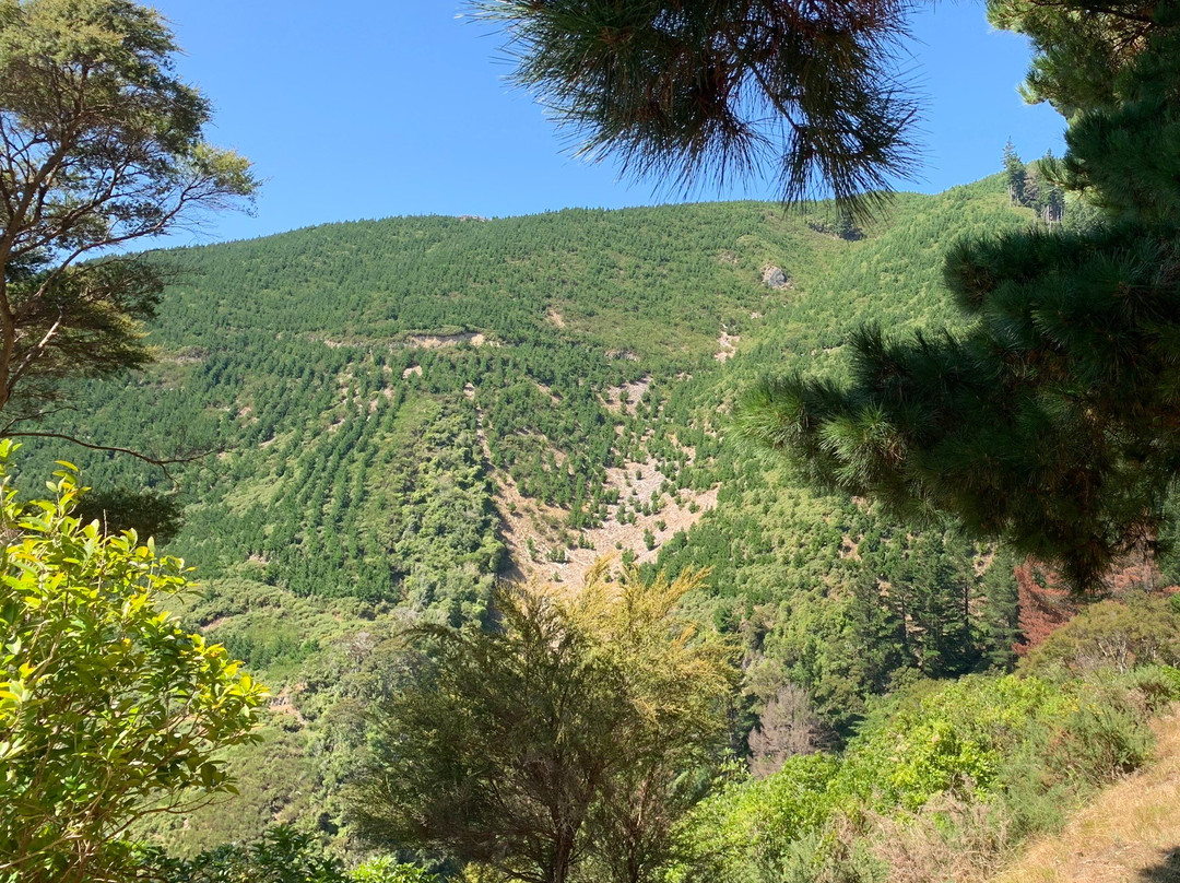 Dun Mountain Trail景点图片