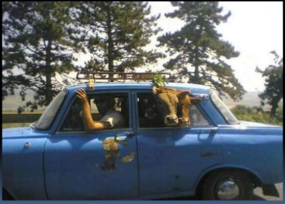 Zaxbys Chicken Fingers & Buffalo Wings