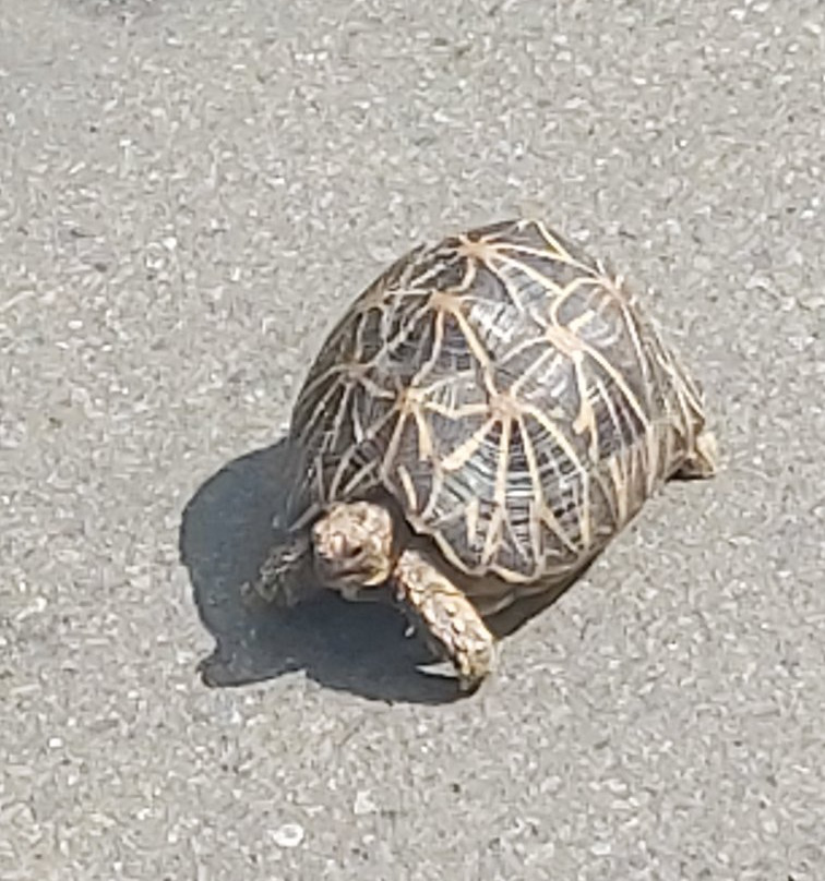 Yala Safari Holidays - Private Game Drives-雅拉国家公园必去景点