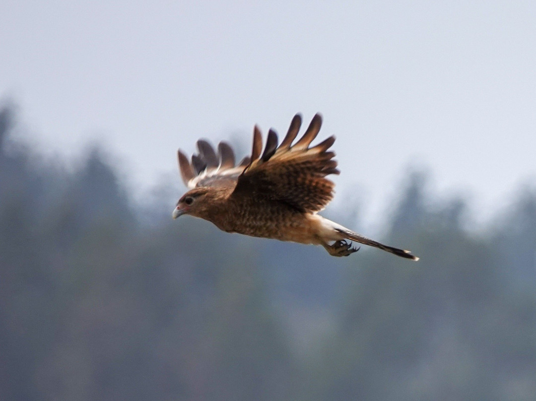 El Yali National Reserve-Santo Domingo必去景点