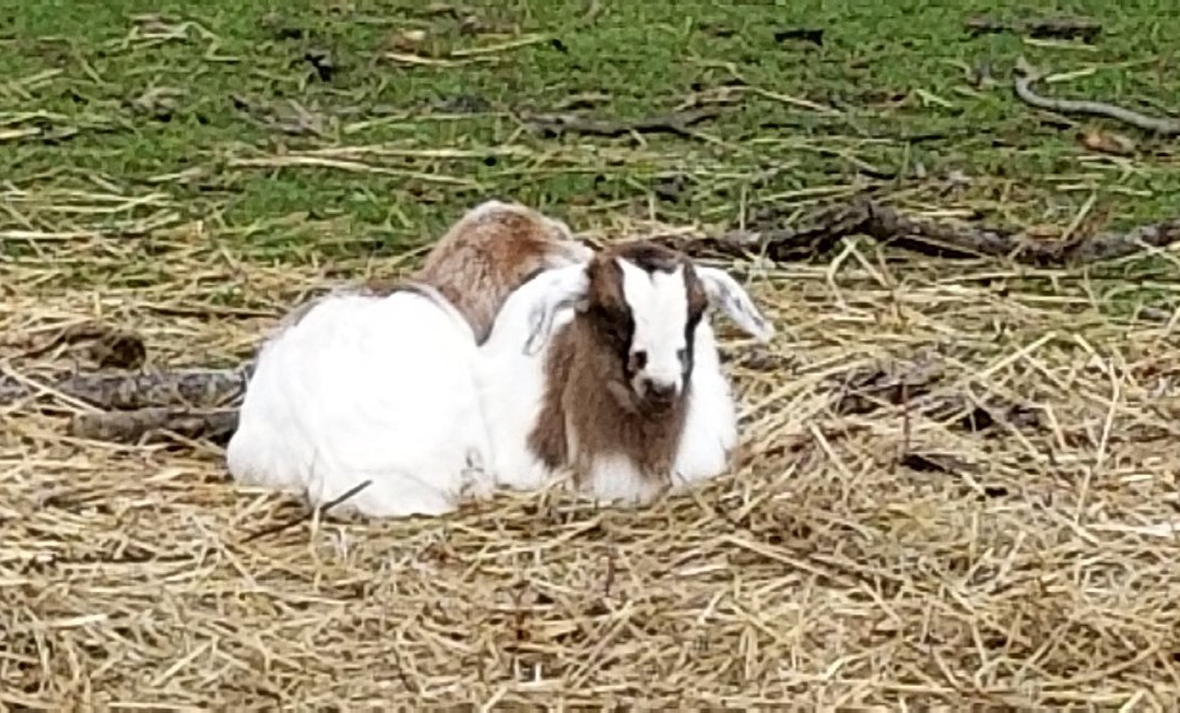 Cedarock Park-伯灵顿必去景点