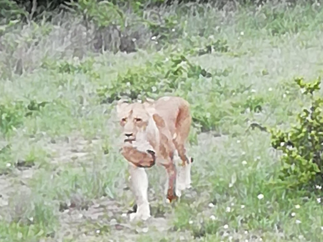 Antelope Park景点图片
