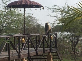 The Bamboo Forest Safari Lodge主图