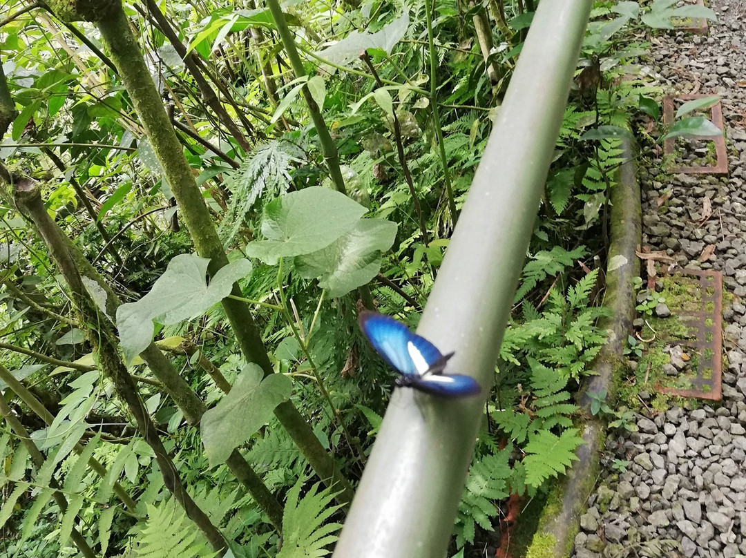 Amaranta Mariposario-佩雷拉必去景点