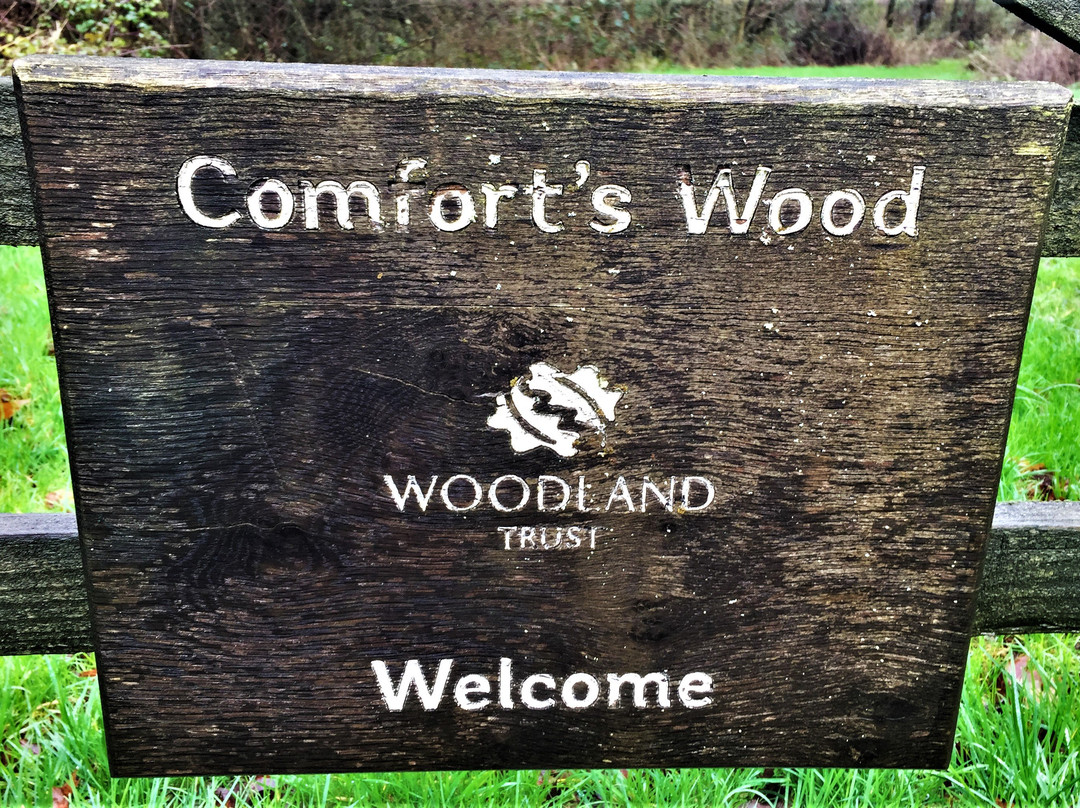 Comfort's Wood景点图片