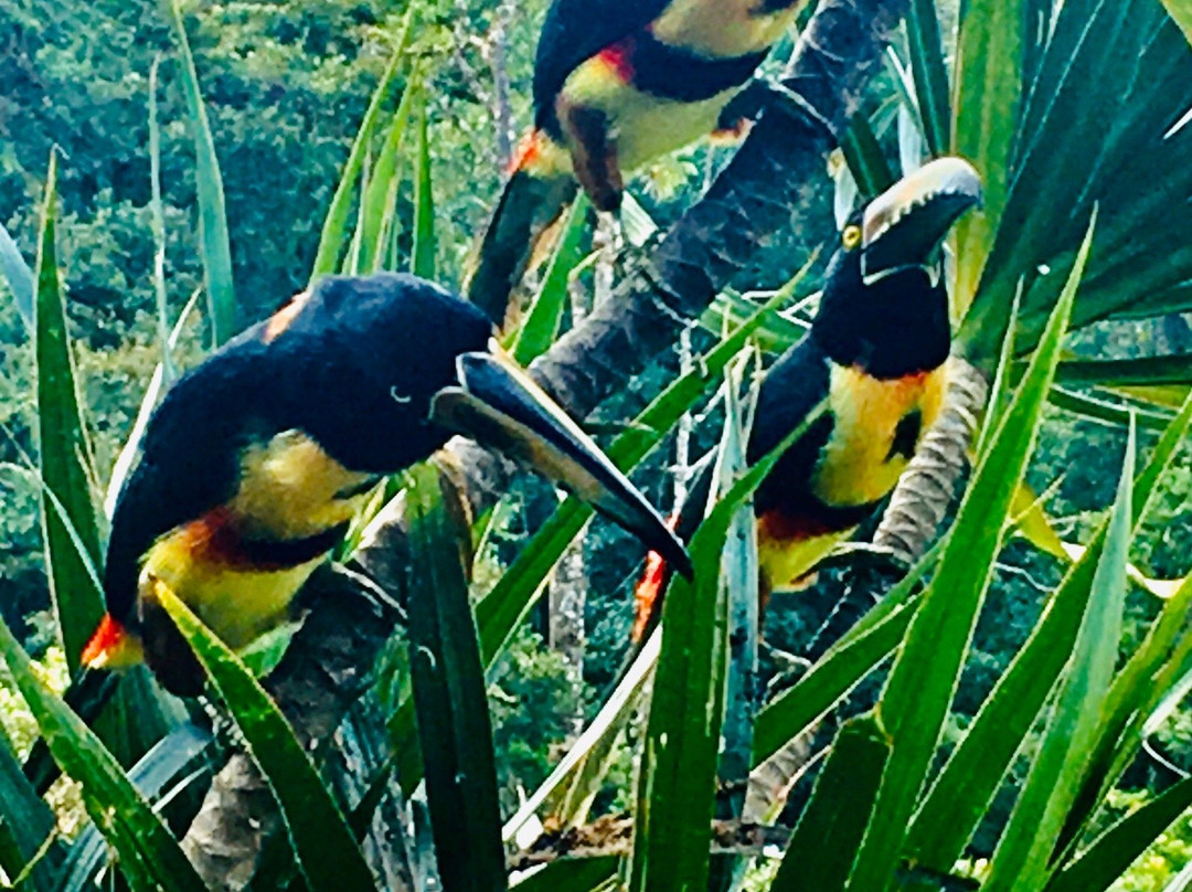 La Rana de Arenal主图