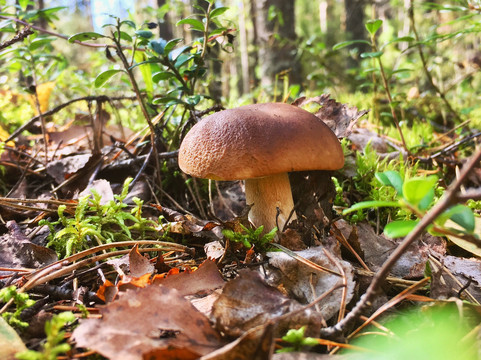 FoRestful-埃斯波必去景点