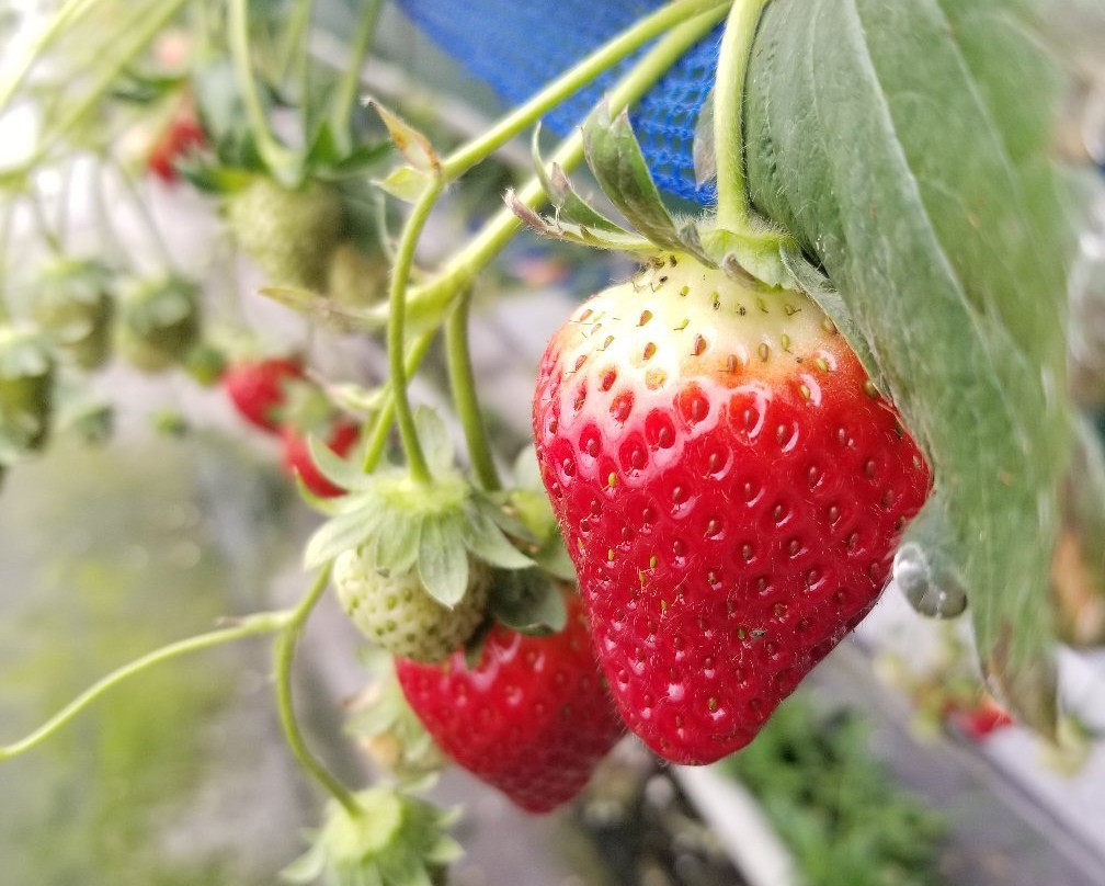 Deai no Mori Strawberry Farm
