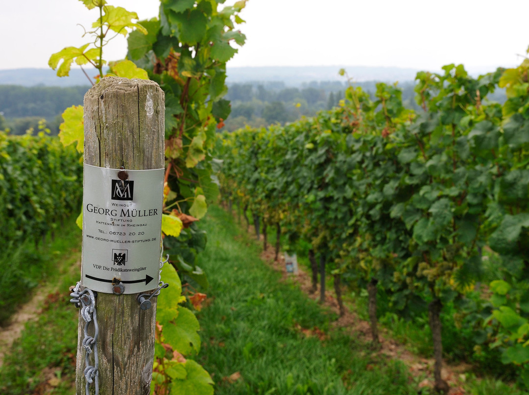 Weingut Georg Müller Stiftung-Hattenheim必去景点