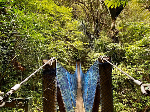 Nikau Walk & Kaniwhaniwha Caves