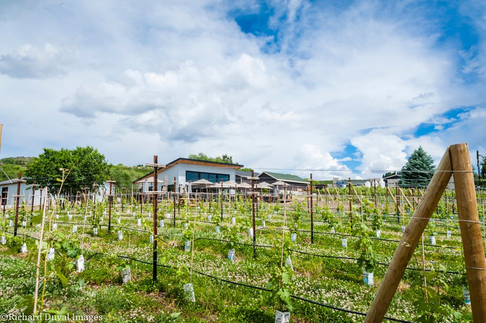 Succession Wines景点图片