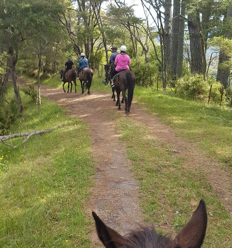 Nikau Valley Horse Treks景点图片