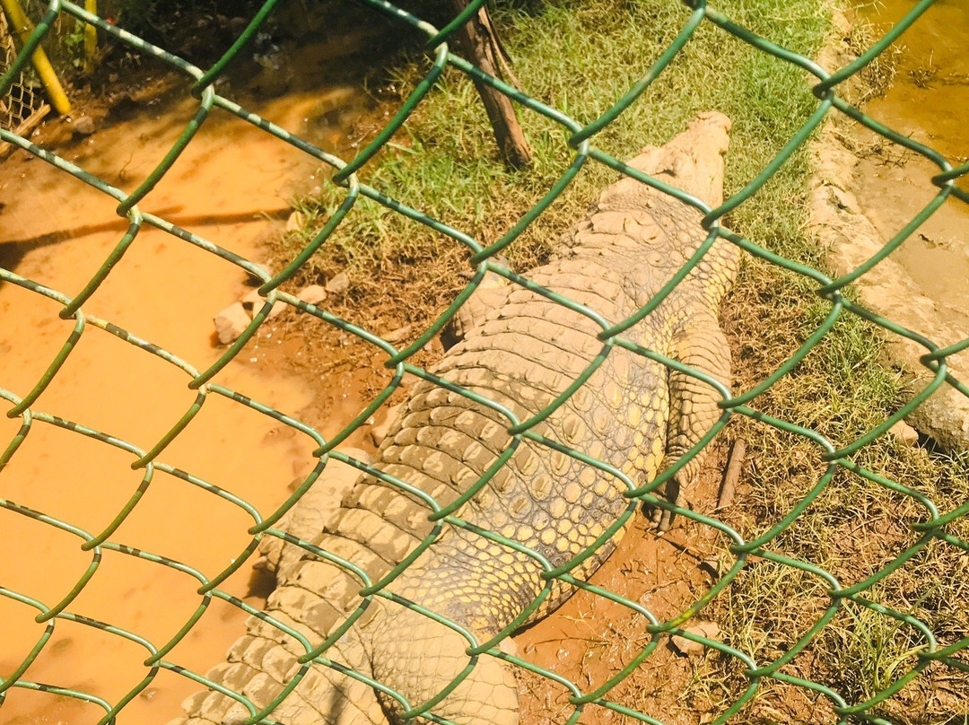 Nile Reptile Park-金贾必去景点