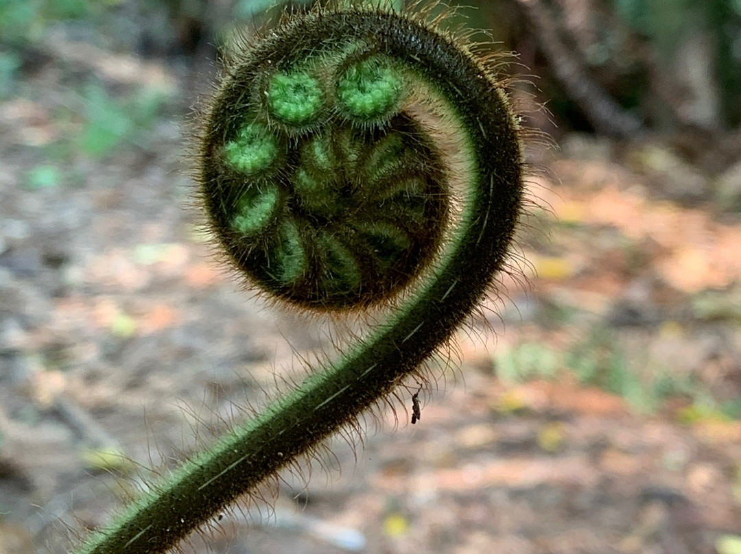 Opepe Scenic and Historic Reserve-陶波必去景点