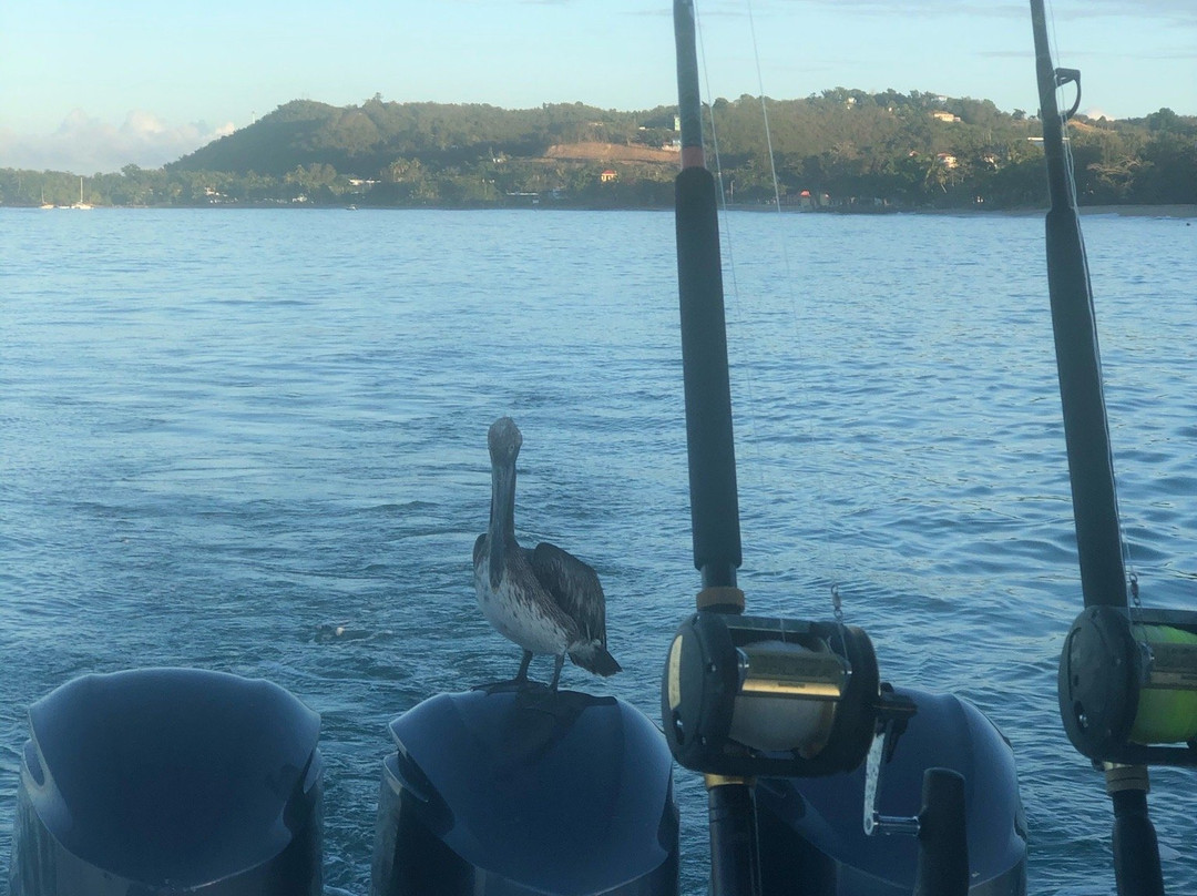 Makaira Fishing Charters-吕康必去景点