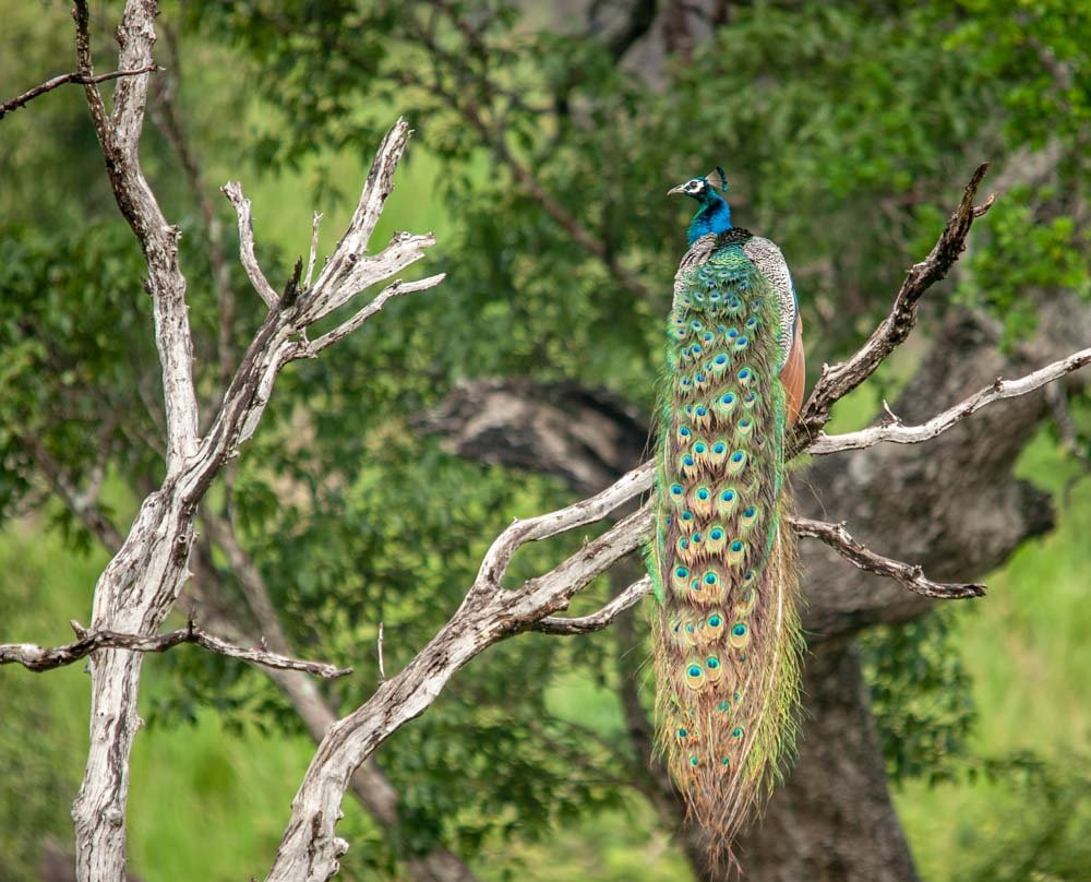 Ceylon Wild Trails Safari-哈巴拉娜必去景点