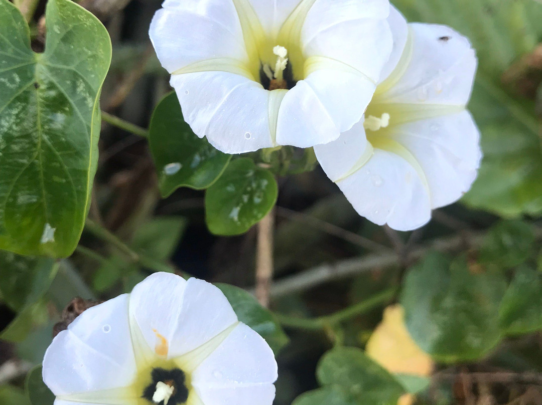 Villa Coco Solo主图