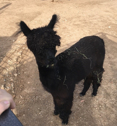 Alpacas of the Southwest-金曼必去景点