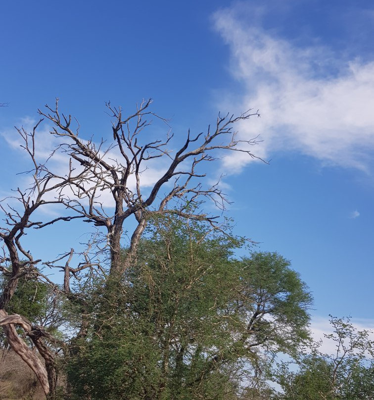 Pabeni Gate Kruger National Park景点图片