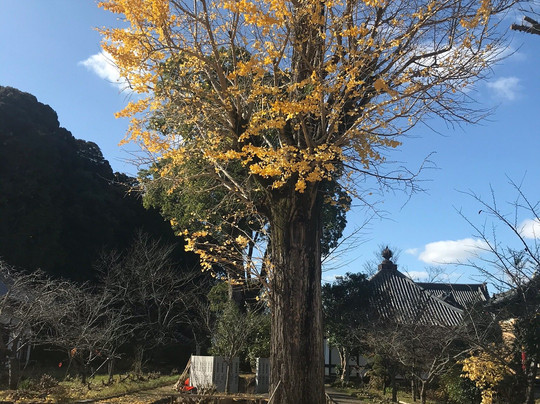 Tachibana-dera Temple-明日香村必去景点