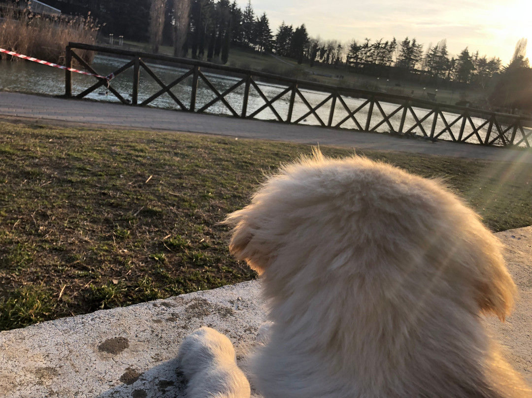 Parco del Lago Nord景点图片